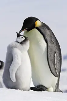 Emperor Penguin - adult and chick. Snow hill island - Antarctica