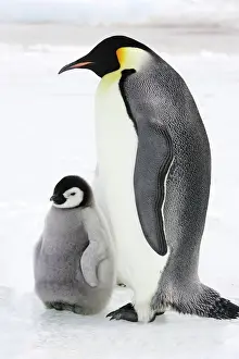Emperor Penguin - adult and chick. Snow hill island - Antarctica