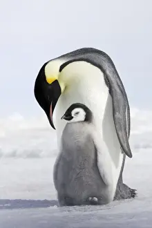 Emperor Penguin - adult and chick. Snow hill island - Antarctica