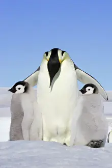 Protection Prints: Emperor Penguin - adult and two chick. Snow hill island - Antarctica
