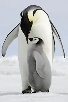 Antarctic Prints: Emperor Penguin - adult and chick. Snow hill island - Antarctica