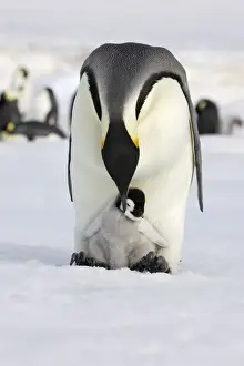 Emperor Penguin - adult with chick. Snow hill island - Antarctica