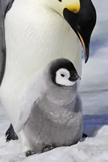 Emperor Penguin - adult and chick. Snow hill island - Antarctica