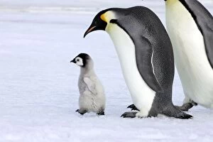 Emperor Penguin - adult with chick walking
