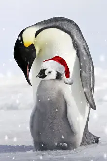 Emperor Penguin - adult and chick wearing red Christmas Santa hat