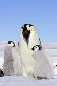 Emperor Penguin - adult and two chicks
