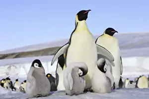Flipper Prints: Emperor Penguin - adult & chicks. Snow hill island - Antarctica