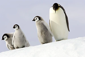 Emperor Penguin - three adults