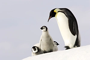 Emperor Penguin - three adults
