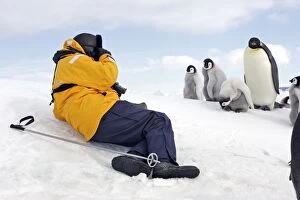 Emperor Penguin - adult and chicks being photographed by man