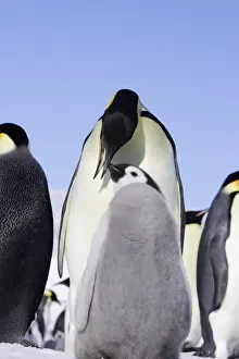 Regurgitating Prints: Emperor Penguin - adult feeding chick. Snow hill island - Antarctica