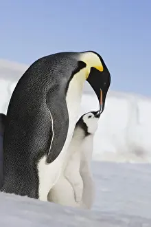 Emperor Penguin - adult feeding chick. Snow hill island - Antarctica