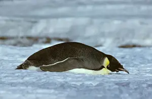 Moulting Prints: Emperor Penguin -Adult finishing its moult (February)