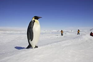 Penguins Collection: Emperor Penguin - adult in foreground with people behind. Snow hill island - Antarctica