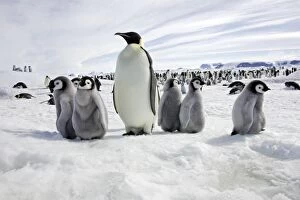 Emperor Penguin - adult with group of chicks