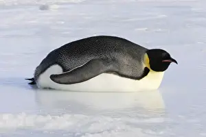 Antarctic Prints: Emperor Penguin - adult lying on ice. Snow hill island - Antarctica
