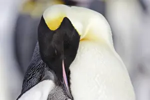 Emperor Penguin - adult preening. Snow hill island - Antarctica