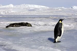 Emperor Penguin - adult with Seal in background