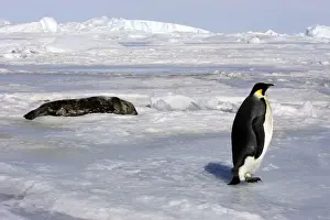 Emperor Penguin - adult with Seal in background. Snow hill island - Antarctica