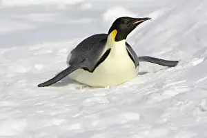 Emperor Penguin - adult sliding on ice. Snow hill island - Antarctica