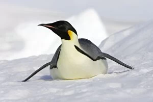 Images Dated 24th October 2006: Emperor Penguin - adult sliding on ice. Snow hill island - Antarctica