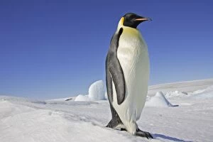 Penguins Collection: Emperor Penguin - adult. Snow hill island - Antarctica