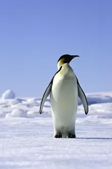 Emperor Penguin - adult. Snow hill island - Antarctica