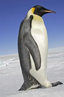 Emperor Penguin - adult. Snow hill island - Antarctica