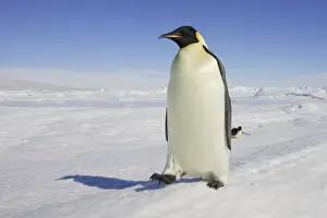 Emperor Penguin - adult. Snow hill island - Antarctica