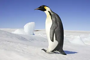 Emperor Penguin - adult. Snow hill island - Antarctica
