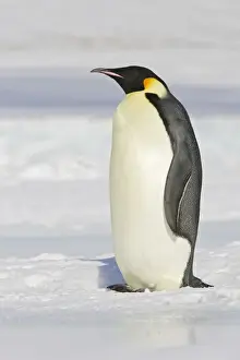Emperor Penguin - adult. Snow hill island - Antarctica