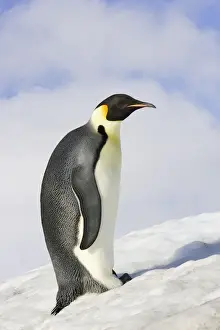 Emperor Penguin - adult. Snow hill island - Antarctica