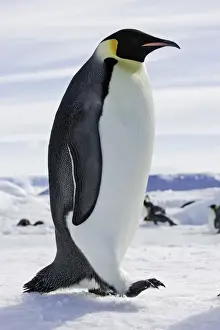 Emperor Penguin - adult. Snow hill island - Antarctica