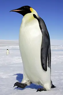 Walking Prints: Emperor Penguin - adult. Snow hill island - Antarctica