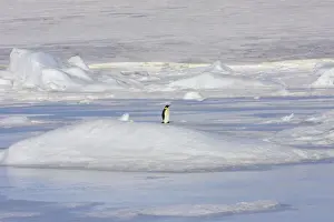 Antarctic Prints: Emperor Penguin - adult standing alone on ice. Snow hill island - Antarctica