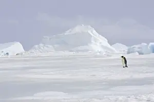 Vunerable Prints: Emperor Penguin - adult walking across ice. Snow hill island - Antarctica