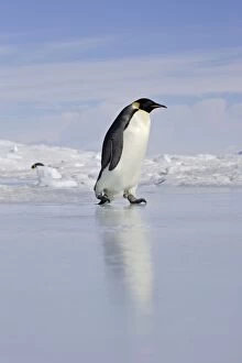 Emperor Penguin - adult walking across ice