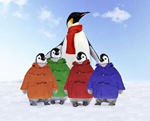 Emperor Penguin - Adult wrapped in scarf & young wearing duffle coats