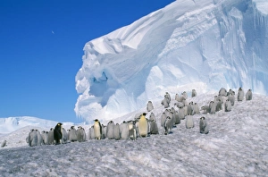 Images Dated 24th November 2006: Emperor Penguin - Adult & young