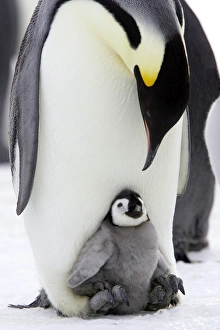 Emperor Penguin - Adult with young