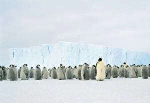 Penguins Collection: Emperor Penguin - Adult & young in creche