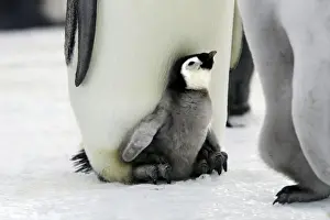 Antarctic Prints: Emperor Penguin - Adult with young at feet. Snow hill island Antarctica