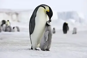 Emperor Penguin - Adult with young. Snow hill island Antarctica