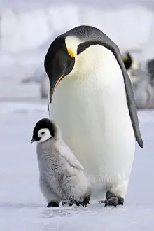 Emperor Penguin - Adult with young. Snow hill island Antarctica