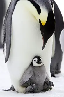 Antarctic Prints: Emperor Penguin - Adult with young. Snow hill island Antarctica