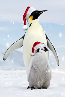 Emperor Penguin - adult with young wearing red Santa Christmas hats Emperor Penguin - adult with young wearing red Santa Christmas hats