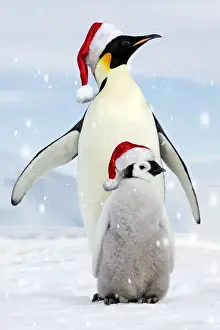 Emperor Penguin - adult with young wearing red Santa Christmas hats
