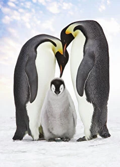 Emperor Penguin - two adults with chick