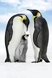 WAT-11103-m
Emperor Penguin - two adults with chick
Snow hill island - Antarctica
Aptenodytes forsteri
digitally manipulated image
M. Watson
Please note that prints are for personal display purposes only and may not be reproduced in any way Emperor Penguin - two adults with chick