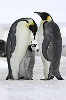 Emperor Penguin - two adults with chick. Snow hill island - Antarctica